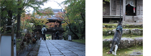 五台山 竹林寺の紅葉 あずきちゃん 猫 のお散歩ブログ 楽天ブログ