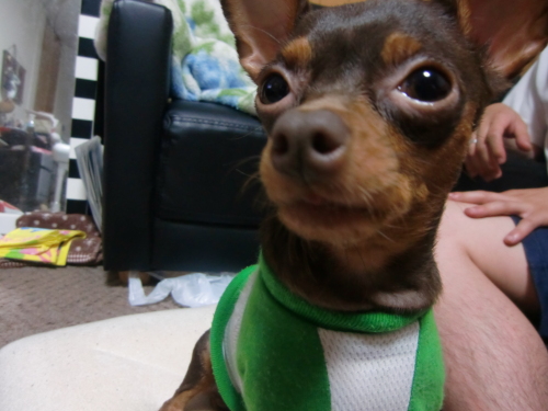 おいしそう .JPG