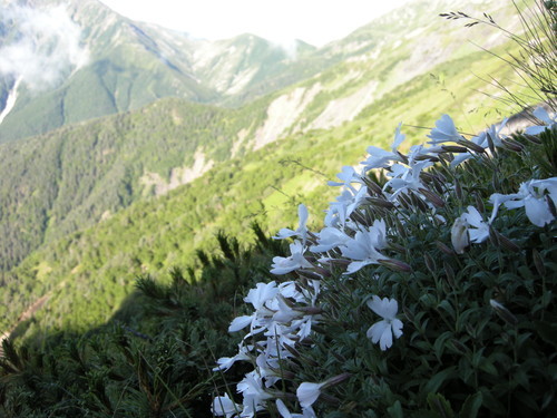 1313 高山植物.jpg