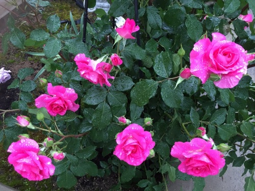 2016-05-03 16.37.54 - コピー.jpg