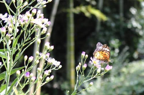 20150918 シオン8.jpg