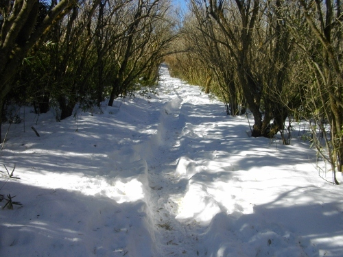 箱根外輪山明神ヶ岳 (3) (500x375).jpg