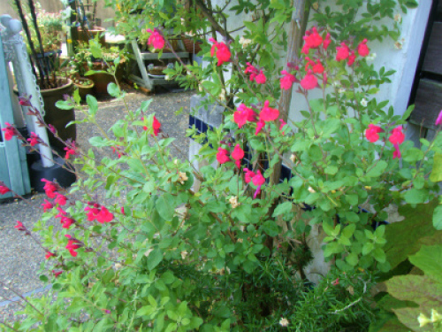 DSCF8269.jpg