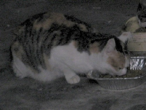 外猫　2013.01.30 005.jpgブログ.jpg
