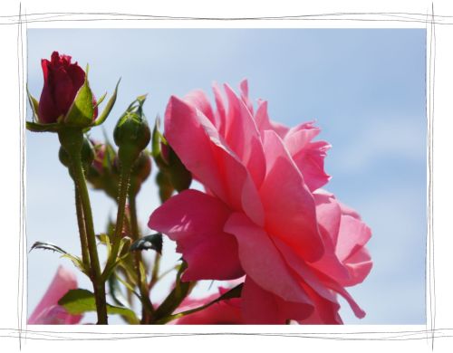 花フェスタ記念公園　岐阜　可児　バラ