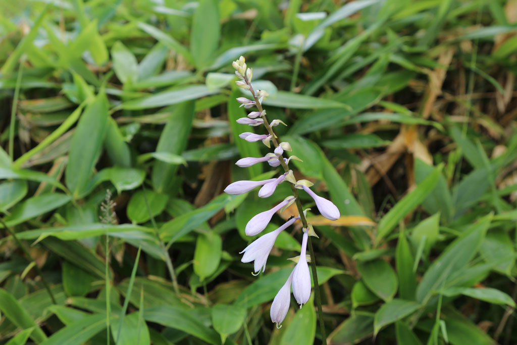 オオバギボウシ