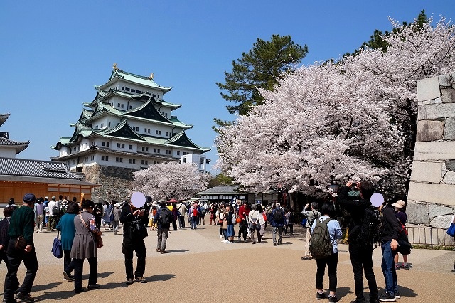 名古屋城の桜 18 その３ 日本の建造物に桜は 最高の組み合わせです 幸せに日向ぼっこ 楽天ブログ