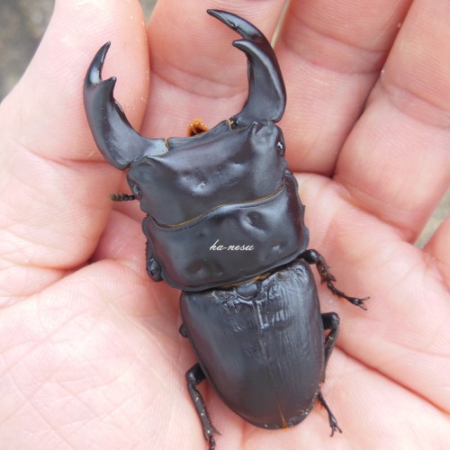 hB3cβ-15-06 (1).JPG