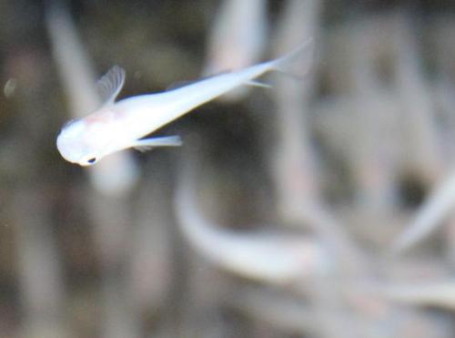 20150104 白メダカ2.jpg