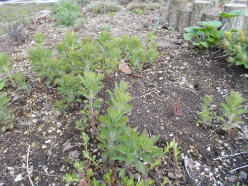 DSCN0311 (640x480).jpg