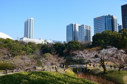 CHERRY BLOSSOM 4.Apr.2017 KOISHIKAWA KORAKUEN-4.jpg