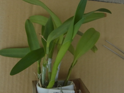 新芽の成長が進む不定期咲のミニカトレア 植込み材料無しの洋蘭栽培 楽天ブログ 新芽の成長が進む不定期咲のミニカトレア 植込み材料無しの洋蘭栽培 楽天ブログ