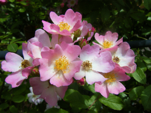 DSCF8276.jpg