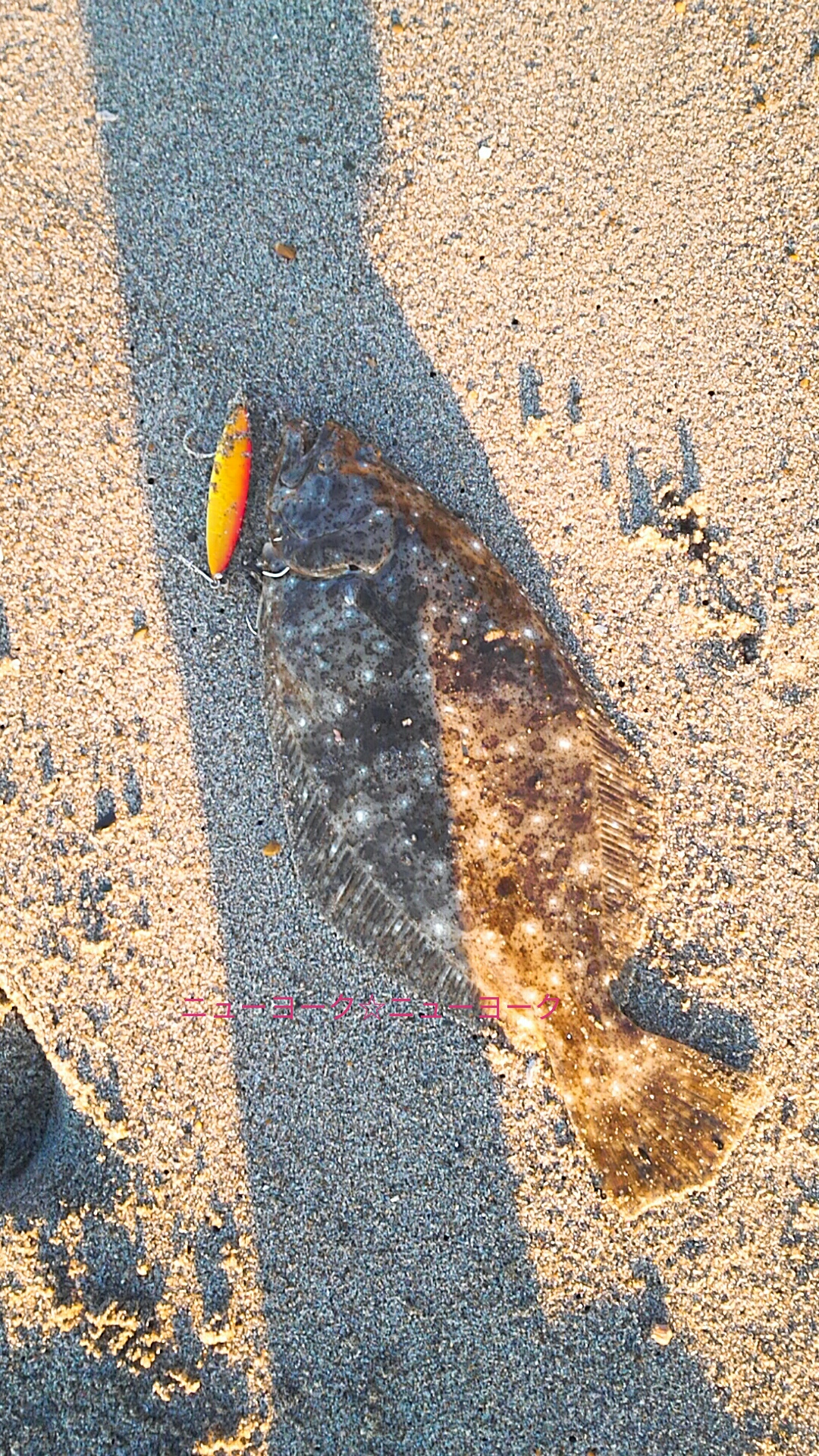 今朝はサーフでなんとかヒラメ１枚 ショアスロー 愛知の釣って食べるブログ 楽天ブログ