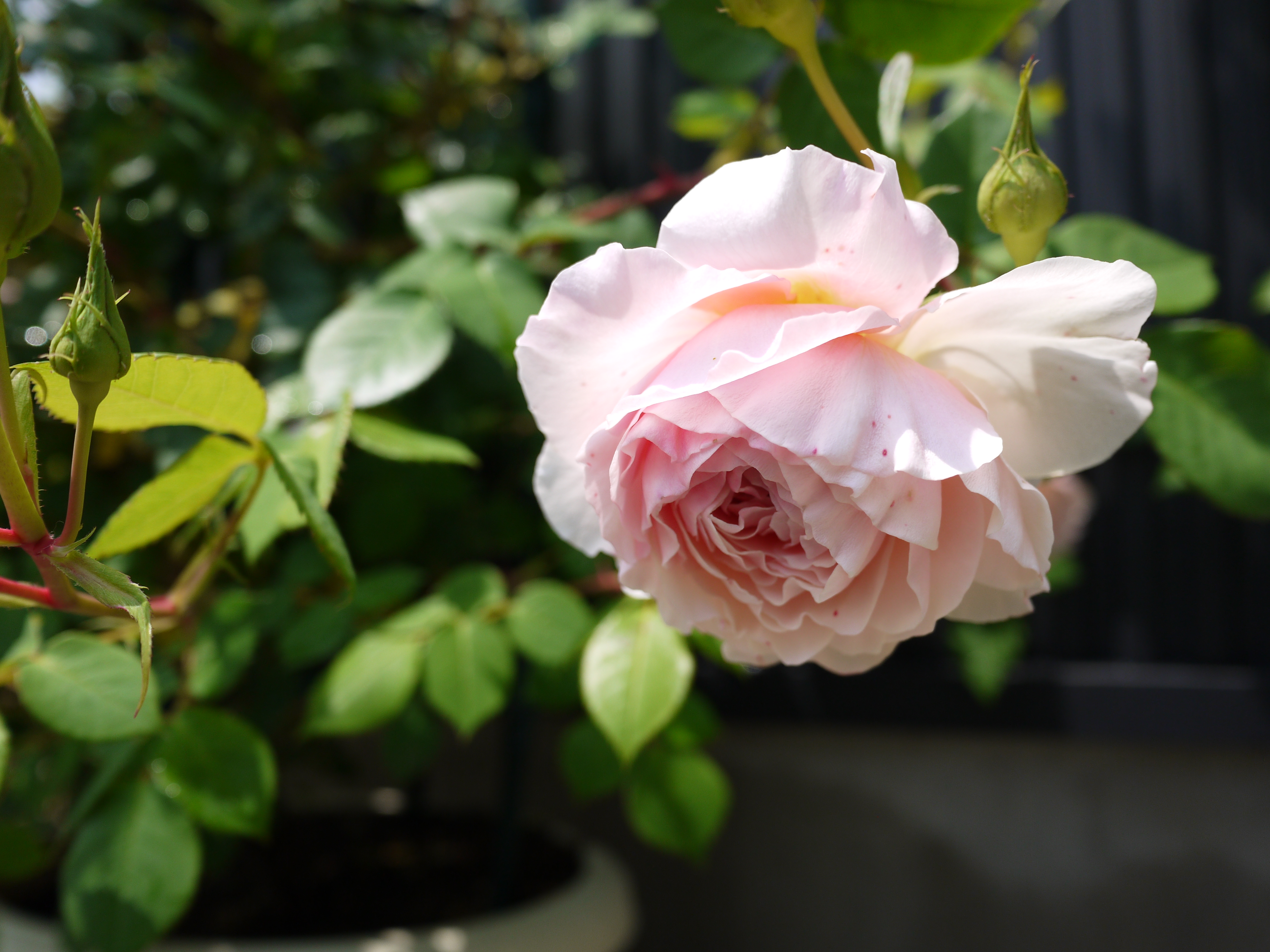 ウィリアムモーリス 苺娘のバラ庭日記 楽天ブログ