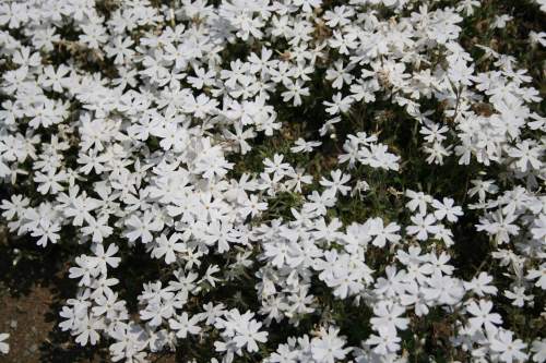 White moss phlox blossoms