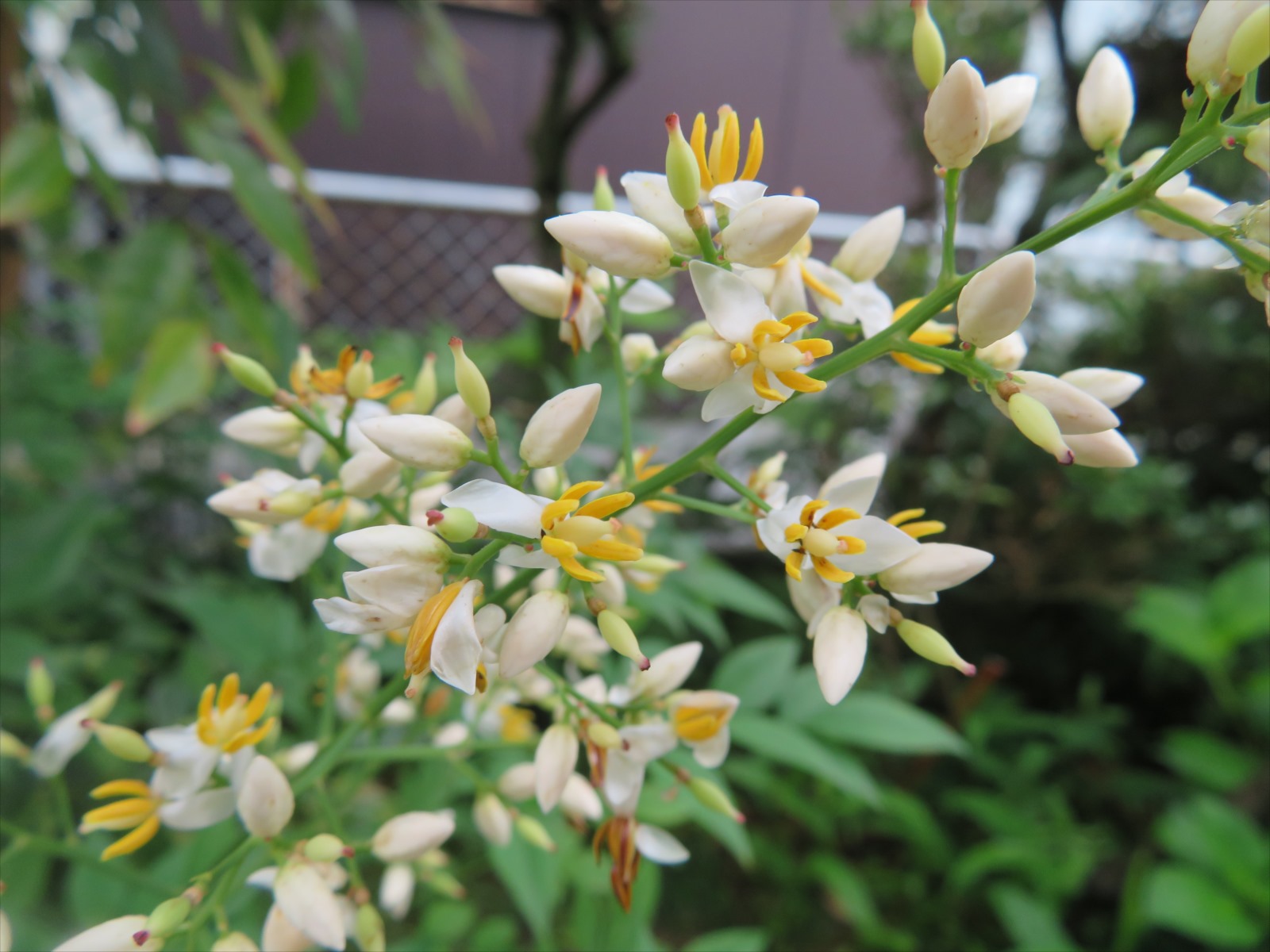 南天の花満開 6月12日 ニンニク父さんのブログ 楽天ブログ