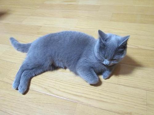 もうねむいだけにゃ１.JPG