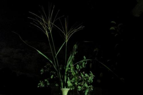 20150927 中秋の名月(ススキ＆萩).jpg