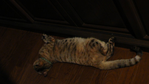 床に直に寝る猫