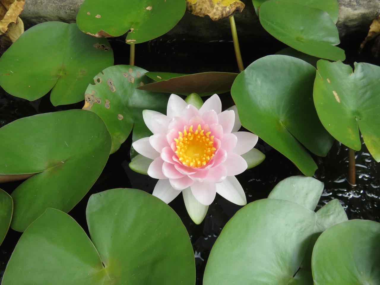 スイレン花 スイレンの花が今年は低調・・・ 〜猛暑の影響〜 | 人が好き
