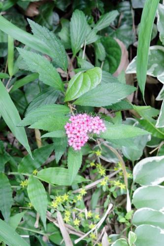 20160604 シモツケ.jpg