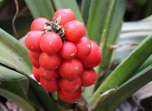 20150118 オモト2.jpg