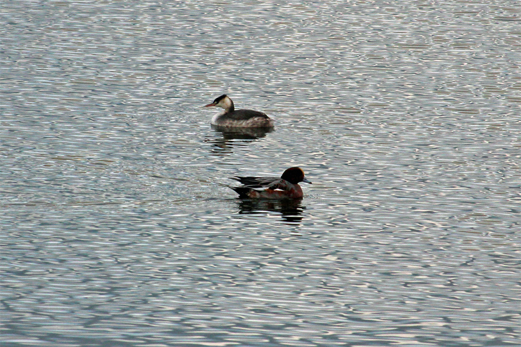 カンムリカイツブリとヒドリガモ（東京港野鳥公園）