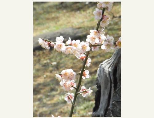 20130309梅林公園４　鴬宿.jpg