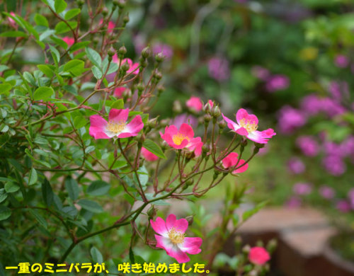 母の日の花 ミニバラとアジサイ Kororin日記 楽天ブログ