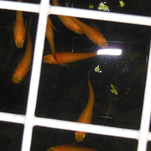 楊貴妃系 (2).JPG