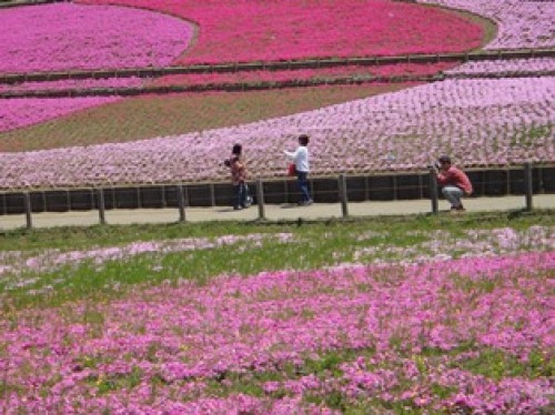 芝桜2.jpg