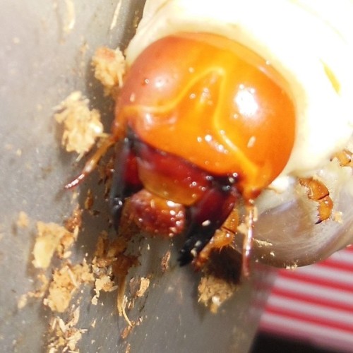 hB4cδ-29-29 (2).JPG