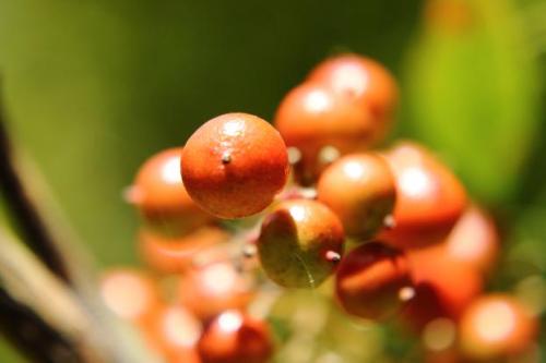 20151103 ナンテン3.jpg