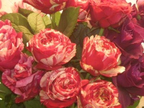 DSCN8343 (300x225).jpg