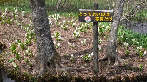 箱根湿性花園02.JPG