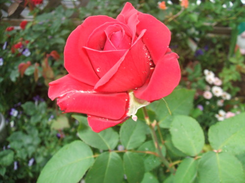DSCF2659.JPG