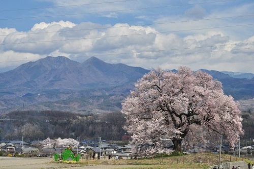 わに塚の桜１.jpg