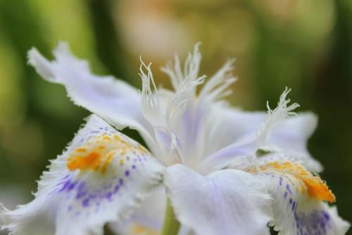 20150404 シャガ3.jpg