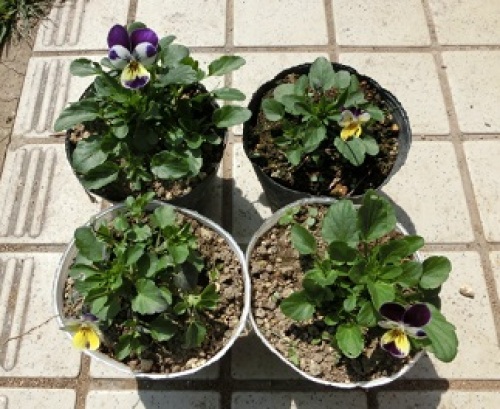 viola150425-1.jpg