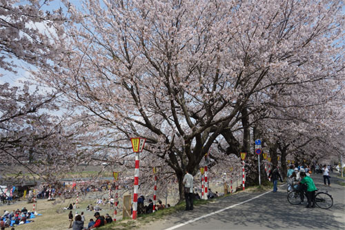 白石川19.jpg