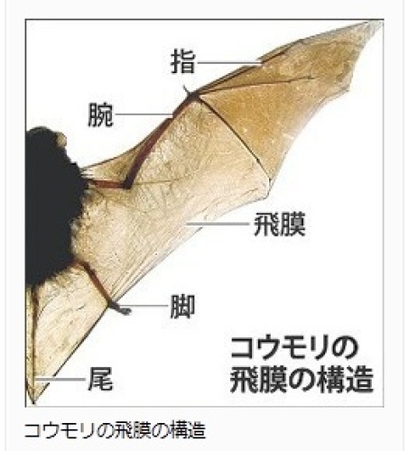 コウモリの飛膜.jpg