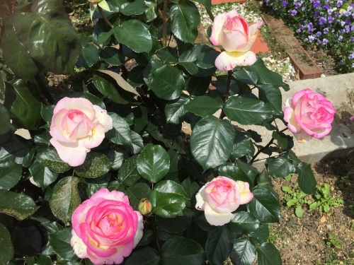 2016-05-05 12.29.05.jpg