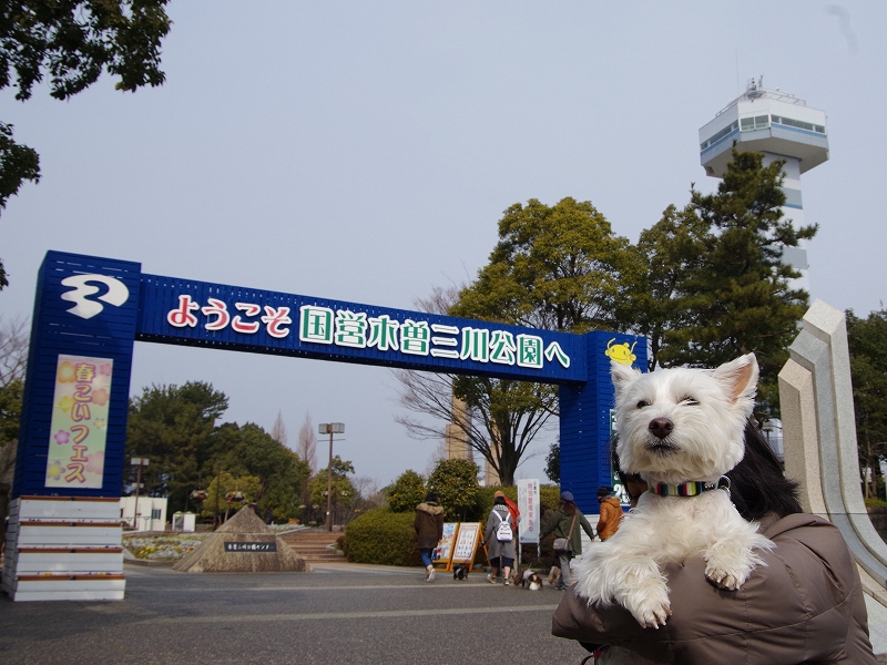 木曽三川公園でわんこマルシェ 太陽光発電とわんこの日記 エコして トクして 楽天ブログ