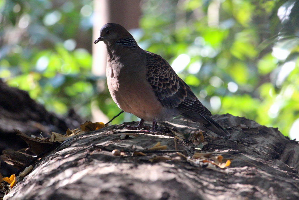 キジバト（明治神宮）