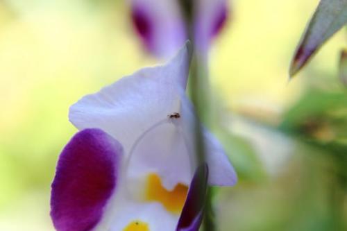 20151003 トレニア.jpg