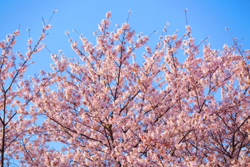 20180331_sakura_02b.JPG