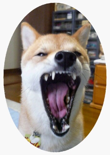 ぎゃ～.JPG