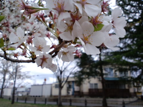 米沢の桜