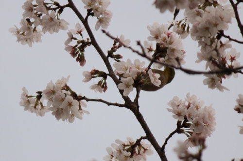 IMG_8205 (640x426).jpg